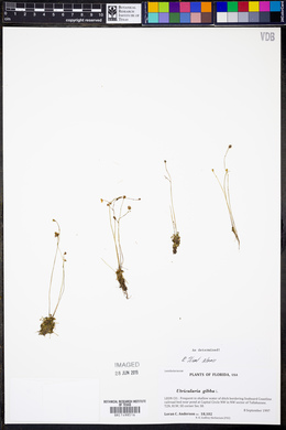 Utricularia gibba image