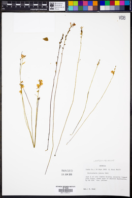 Utricularia juncea image