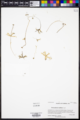 Utricularia radiata image