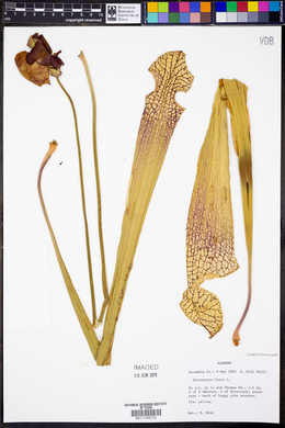 Sarracenia flava image