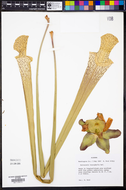 Sarracenia leucophylla image