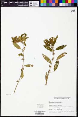 Acalypha virginica image