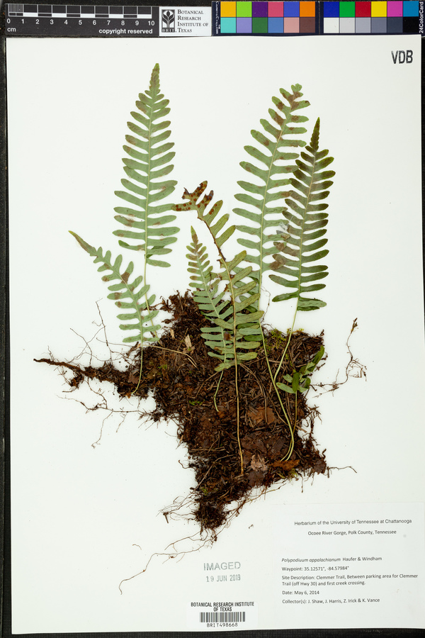 Polypodium appalachianum image