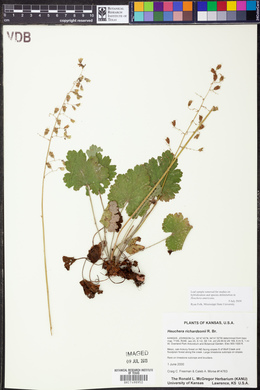 Heuchera richardsonii image