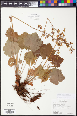 Heuchera richardsonii image