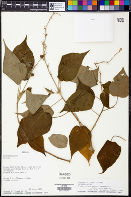 Croton draco subsp. panamensis image