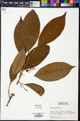 Croton glabellus image