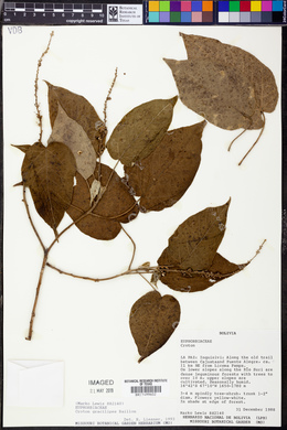 Croton gracilipes image