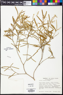 Croton linearis image