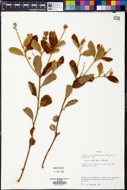 Croton abaitensis image