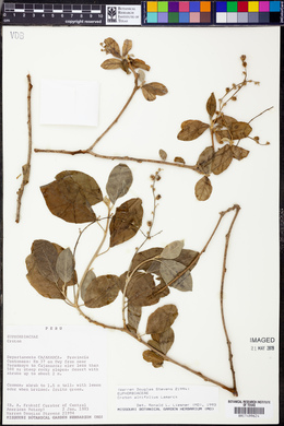Croton alnifolius image