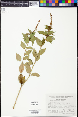 Croton adspersus image