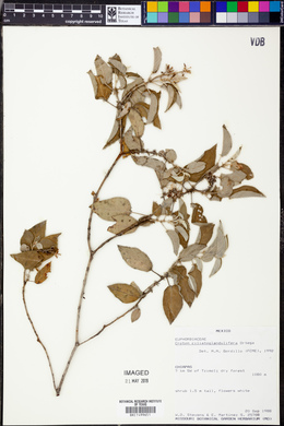 Croton ciliatoglandulifer image