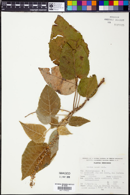 Croton draco image