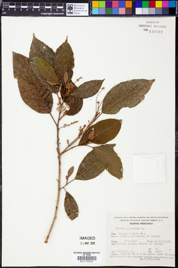 Croton glabellus image