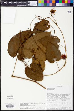 Dalechampia canescens image