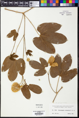 Dalechampia canescens image