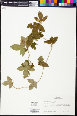 Dalechampia scandens image