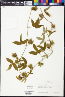 Dalechampia scandens image