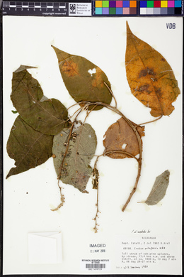 Croton xalapensis image