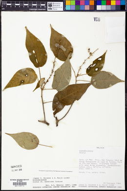 Croton macbridei image