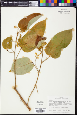 Croton pyramidalis image