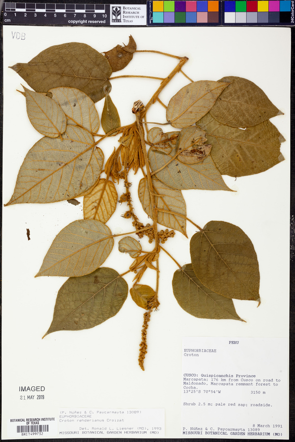 Croton rehderianus image