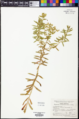 Euphorbia campestris image