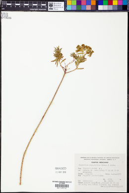 Euphorbia campestris image