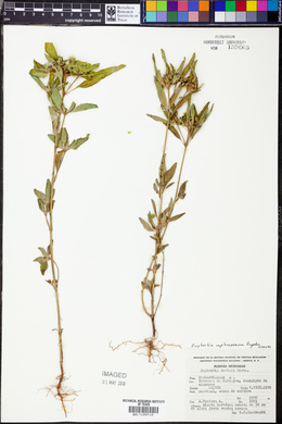 Euphorbia cuphosperma image