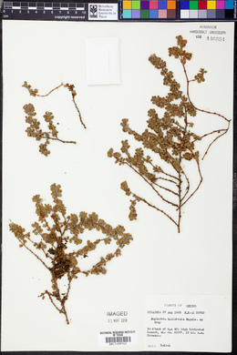 Euphorbia humistrata image