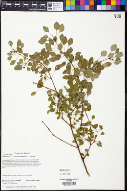 Euphorbia schlechtendalii image