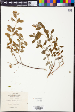 Euphorbia xylopoda image