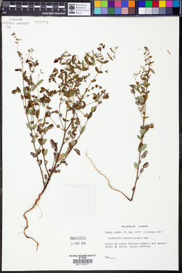 Chamaesyce hyssopifolia image