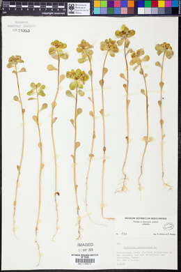 Euphorbia helioscopia image