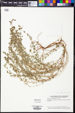 Chamaesyce hyssopifolia image