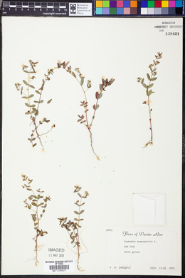 Chamaesyce hyssopifolia image