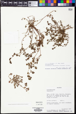 Chamaesyce lasiocarpa image