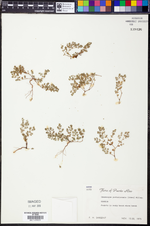 Chamaesyce portoricensis image