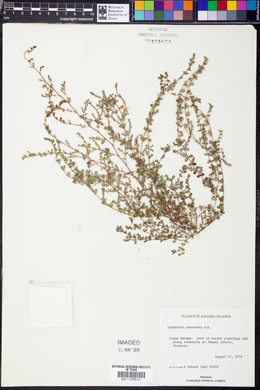 Euphorbia prostrata image