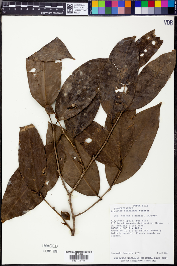 Drypetes standleyi image
