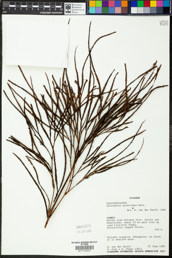 Sticherus gnidioides image