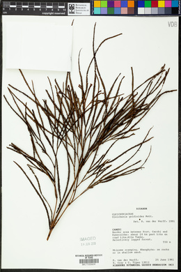 Image of Sticherus gnidioides