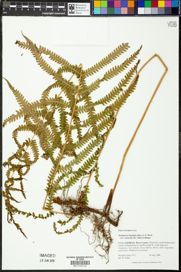 Christella quadrangularis var. versicolor image