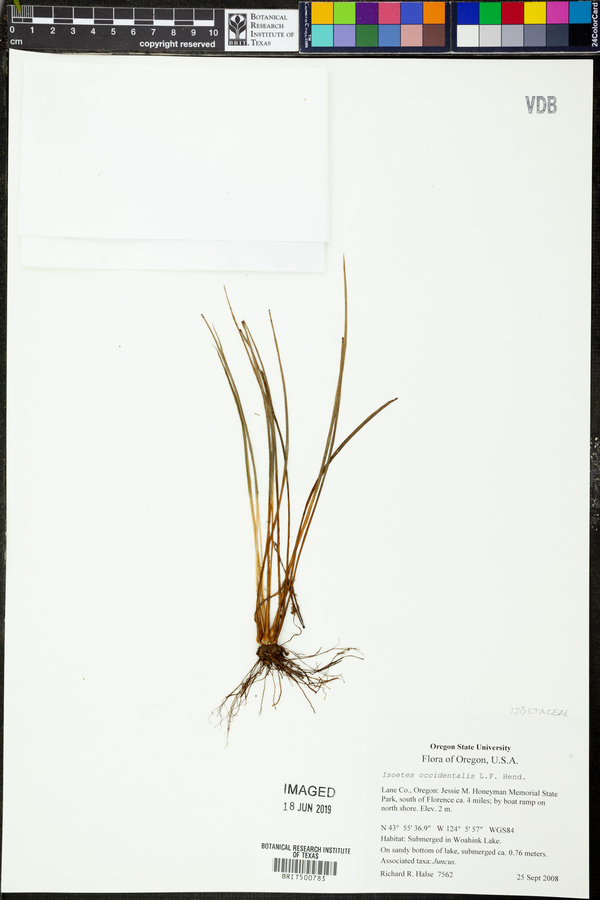 Isoetes occidentalis image