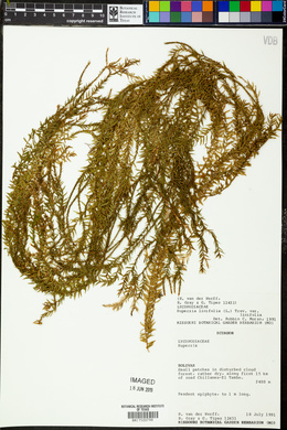 Image of Huperzia linifolia