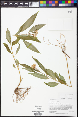 Asclepias perennis image