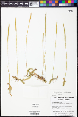Lycopodium carolinianum image