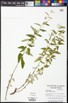 Tragia urticifolia image