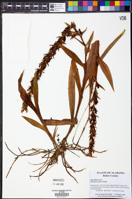 Habenaria repens image